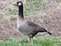 Canada Goose x Greylag Goose hybrid